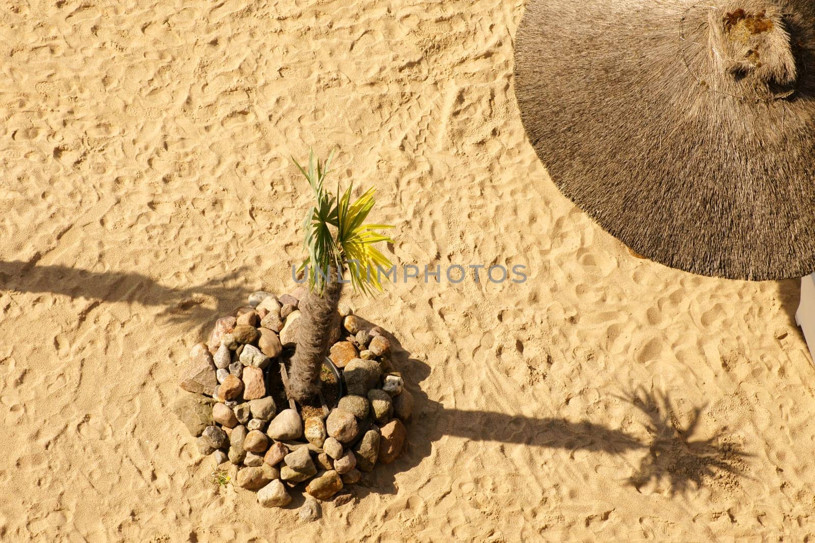 The aerial view and top view on a sandy beach with a parasol and a palm tree.