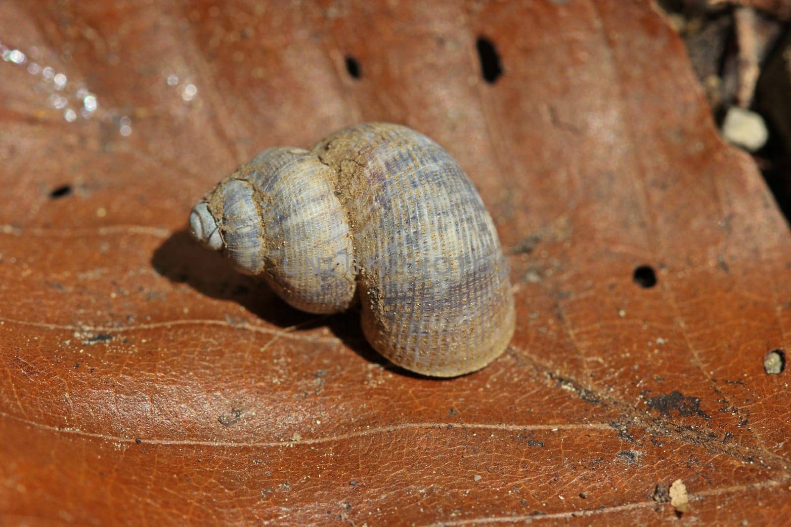 Beautiful land lid snail (Pomatias elegans)