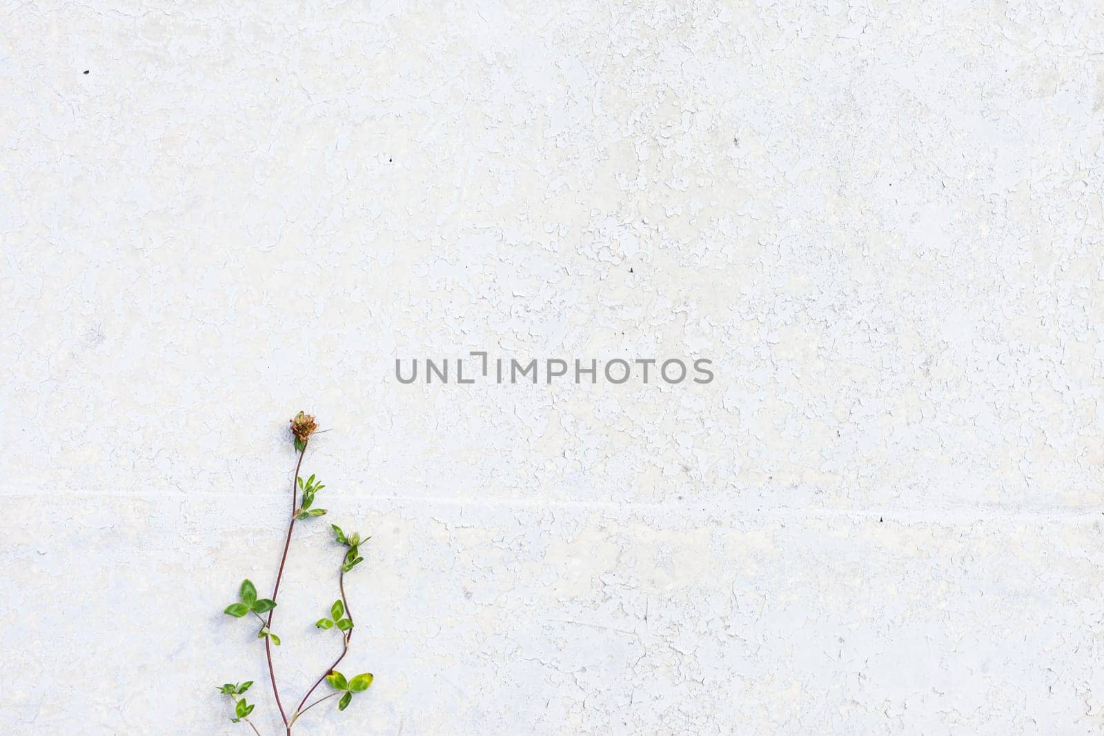 Grunge white background cement old texture wall