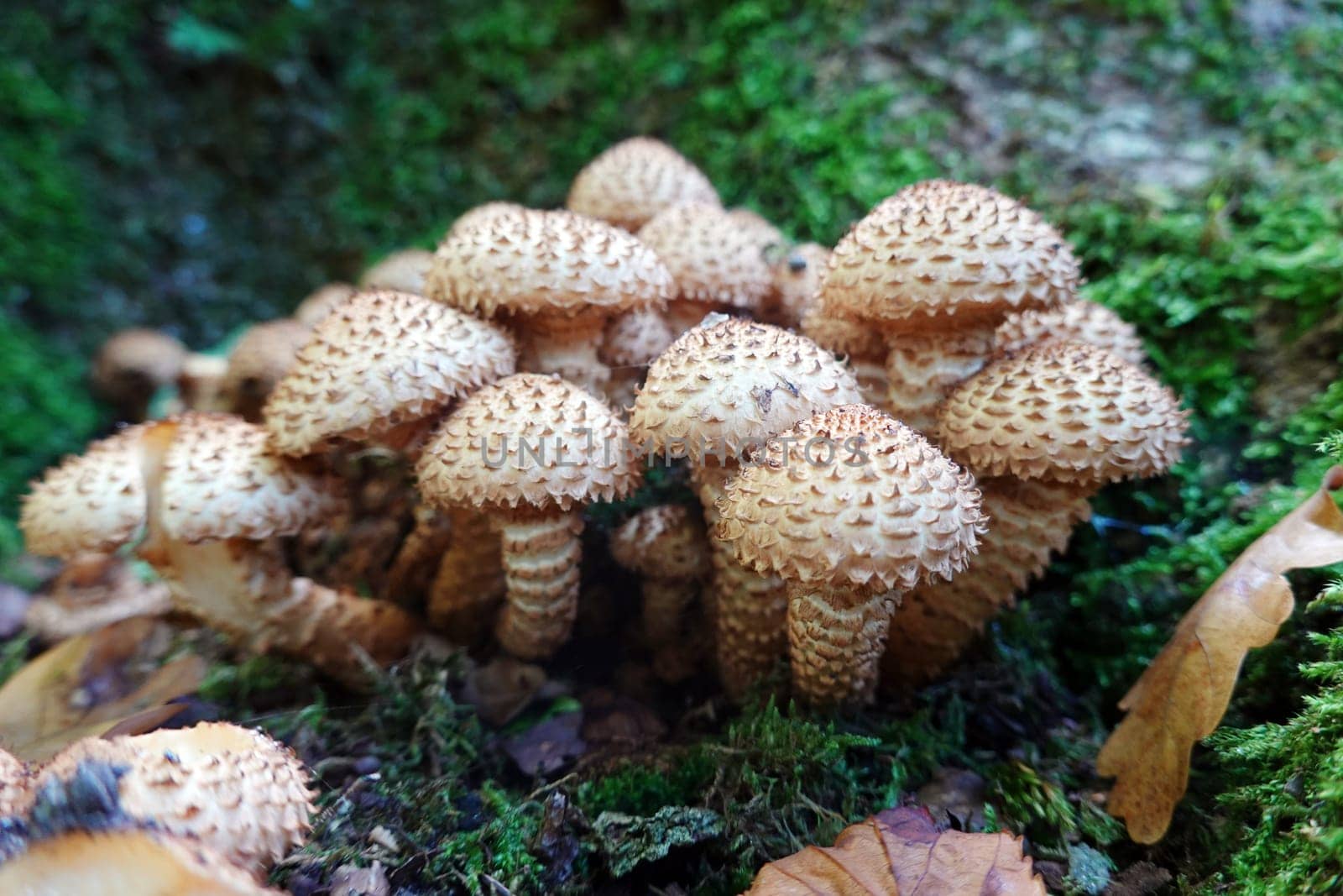 Sparriger Schüppling (Pholiota squarrosa) im Reinhardswald, Hessen, Deutschland, Hofgeismar