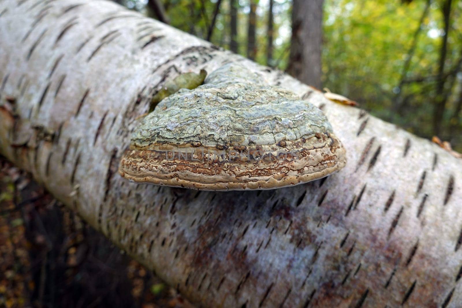 Zunderschwamm (Fomes fomentarius, Syn.Polyporus officinalis) auf einer umgestürtzten Birke