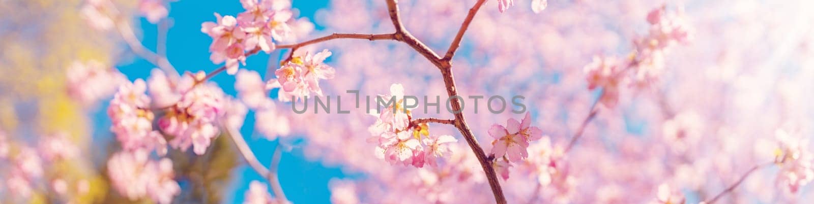 Cherry tree blossoming in spring in natural park. Panoramic view.