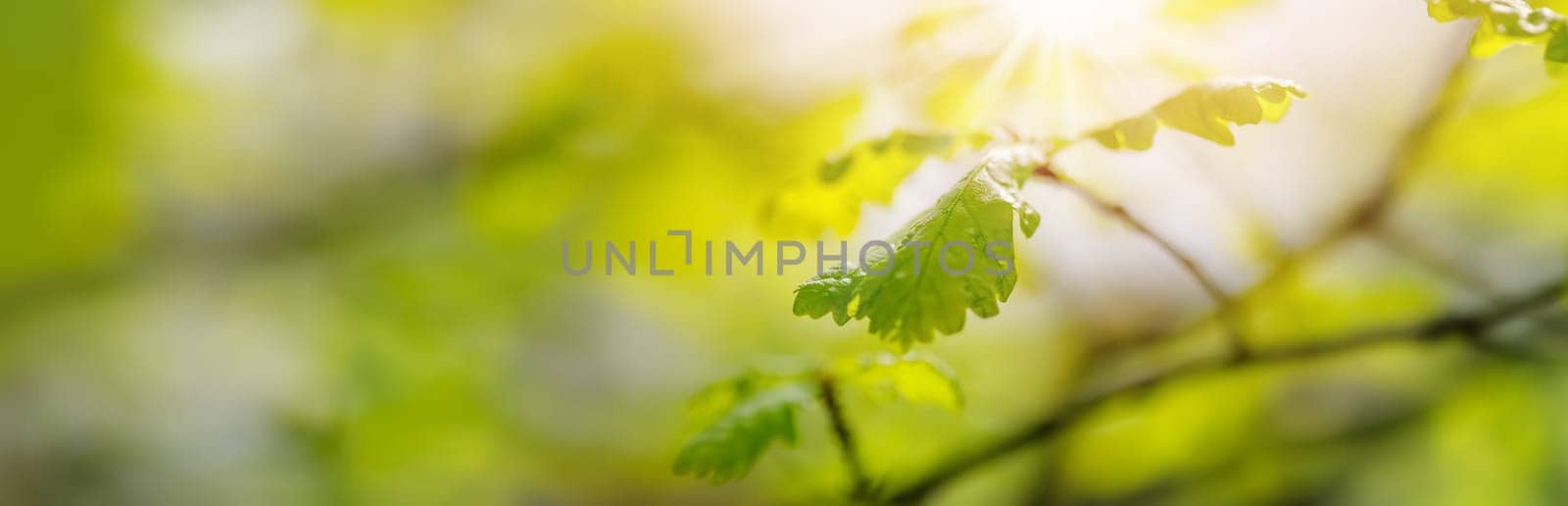 Panoramic view of the tree's branch with young leaves. Beautiful bokeh background of the spring foliage.
