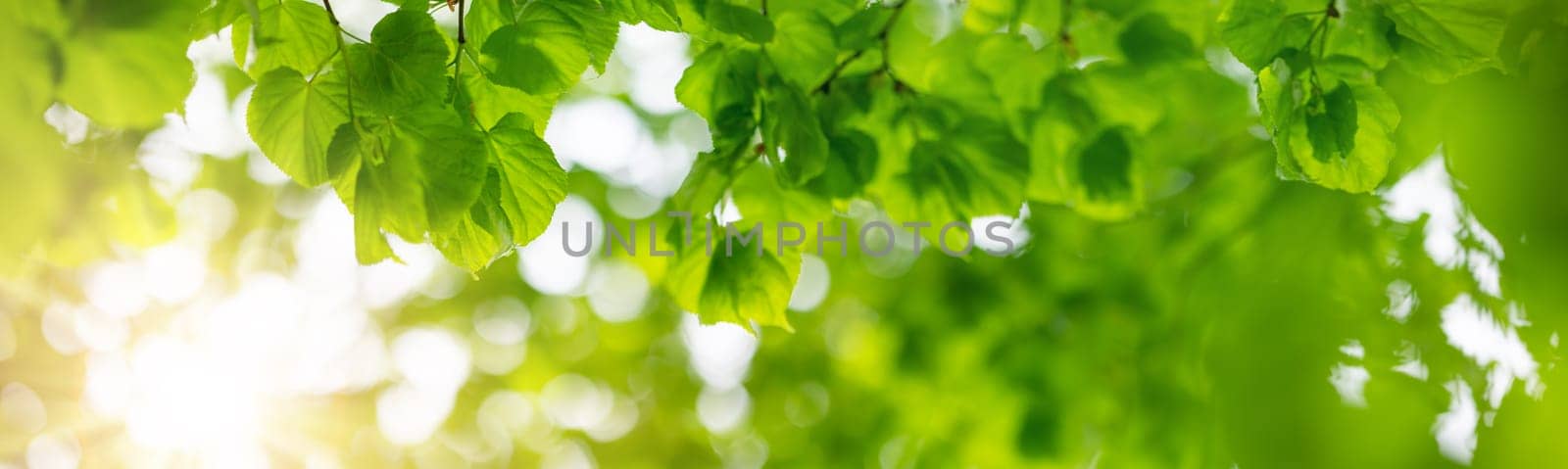 Panoramic view of the linden tree's branch with young leaves. Beautiful background of the spring foliage.