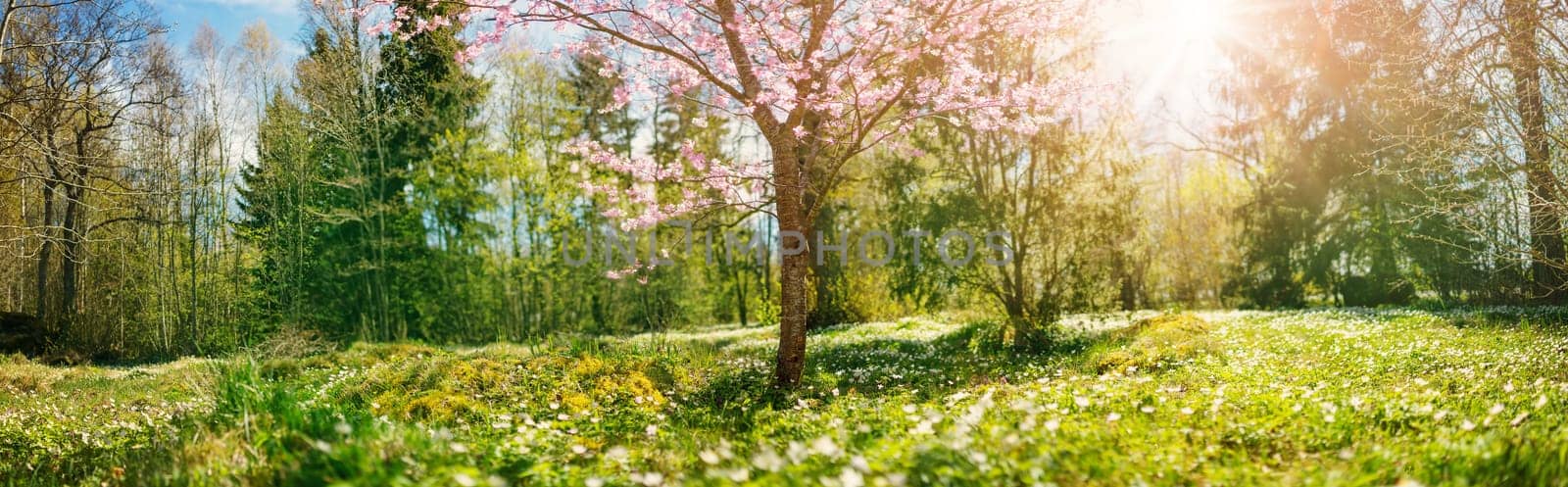 Alone cherry tree blossoming in the spring forest. Panoramic view of the natural park.