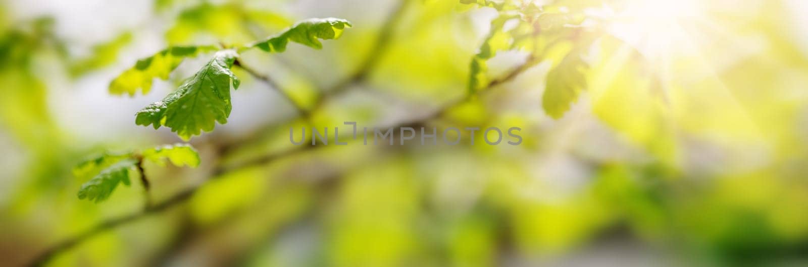 Panoramic view of the tree's branch with young leaves. Beautiful bokeh background of the spring foliage.