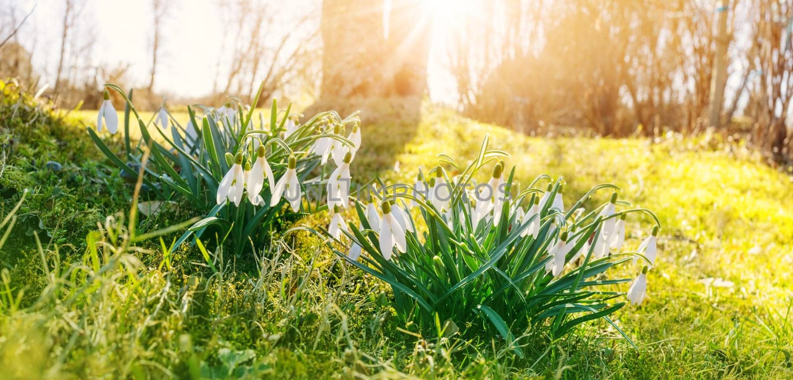 Spring green field in the forest with blossoming fragile snowdrop. Panoramic defocused view.
