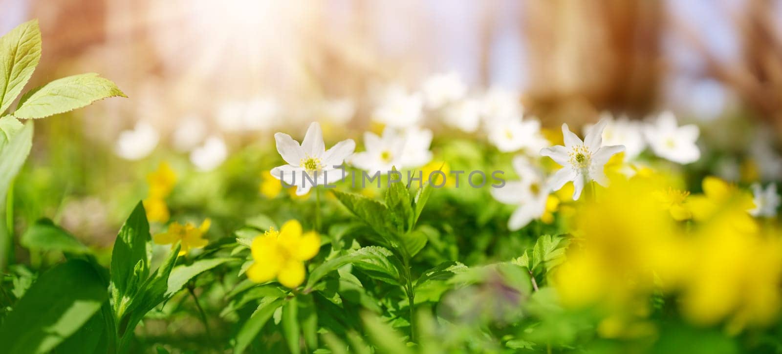 Panoramic view of the field with yellow and white anemones in the forest. Early spring in natural park.