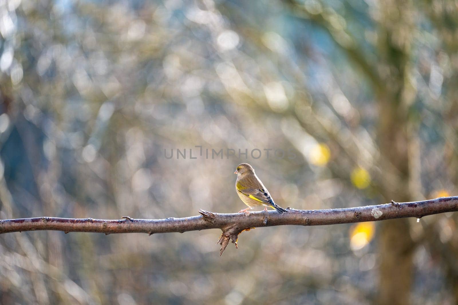 A greenfinch ( Chloris chloris ) perches on a bare branch