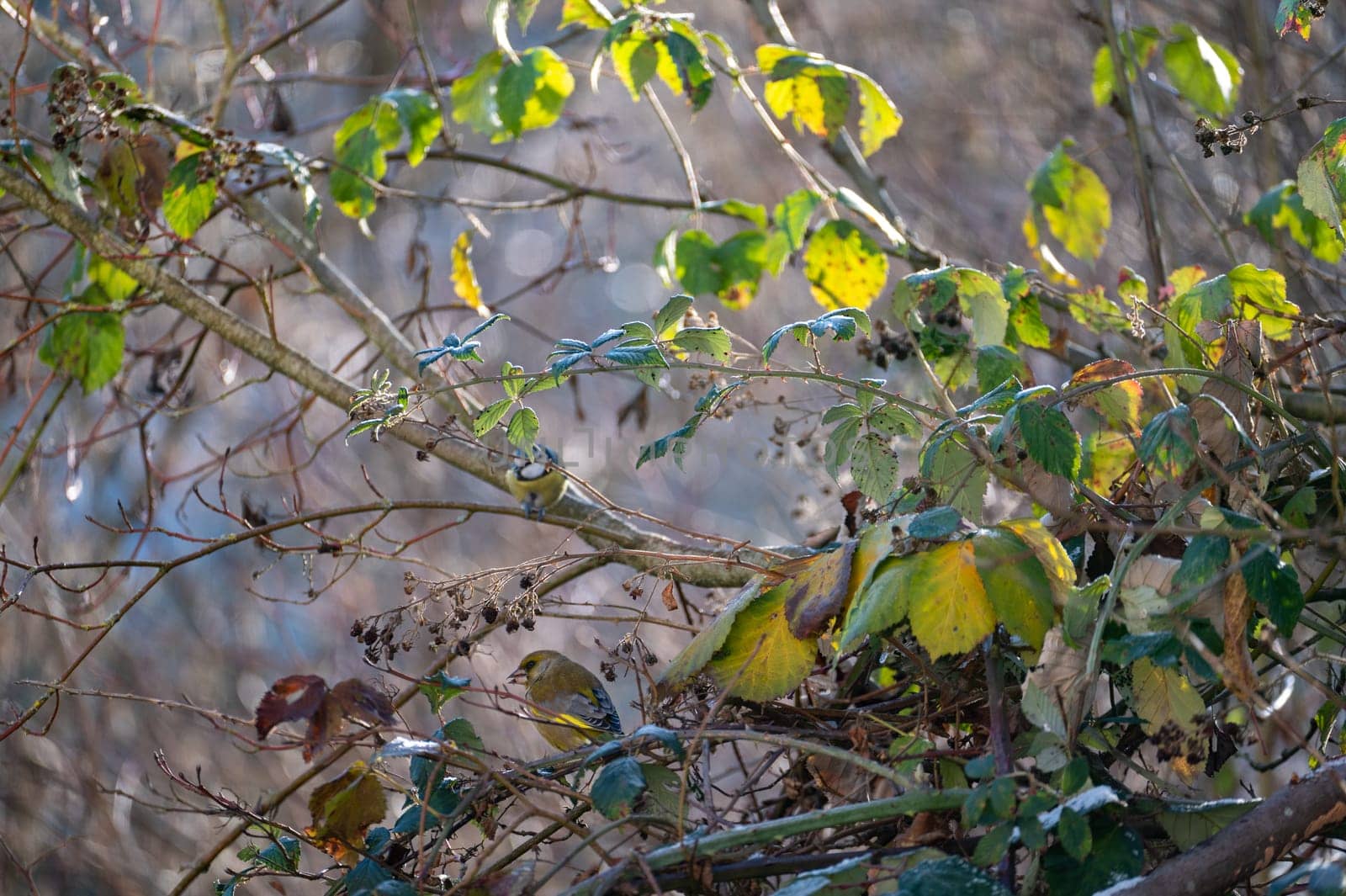 A greenfinch ( Chloris chloris ) perches on a tree branch