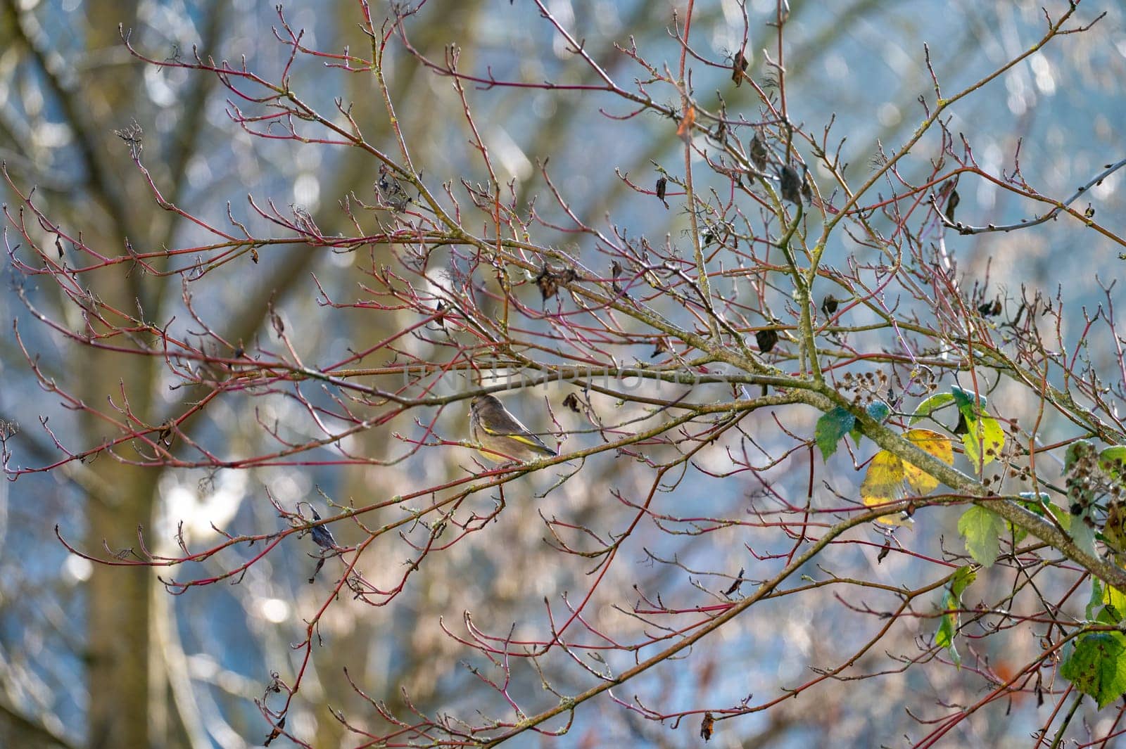A greenfinch ( Chloris chloris ) perches on a tree branch