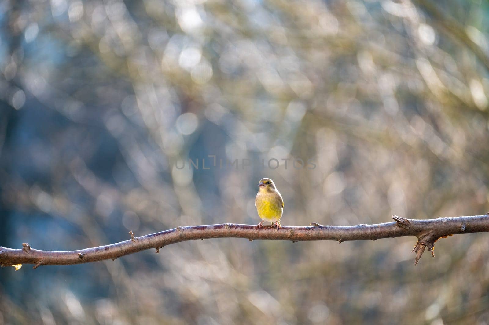 A greenfinch ( Chloris chloris ) perches on a bare branch
