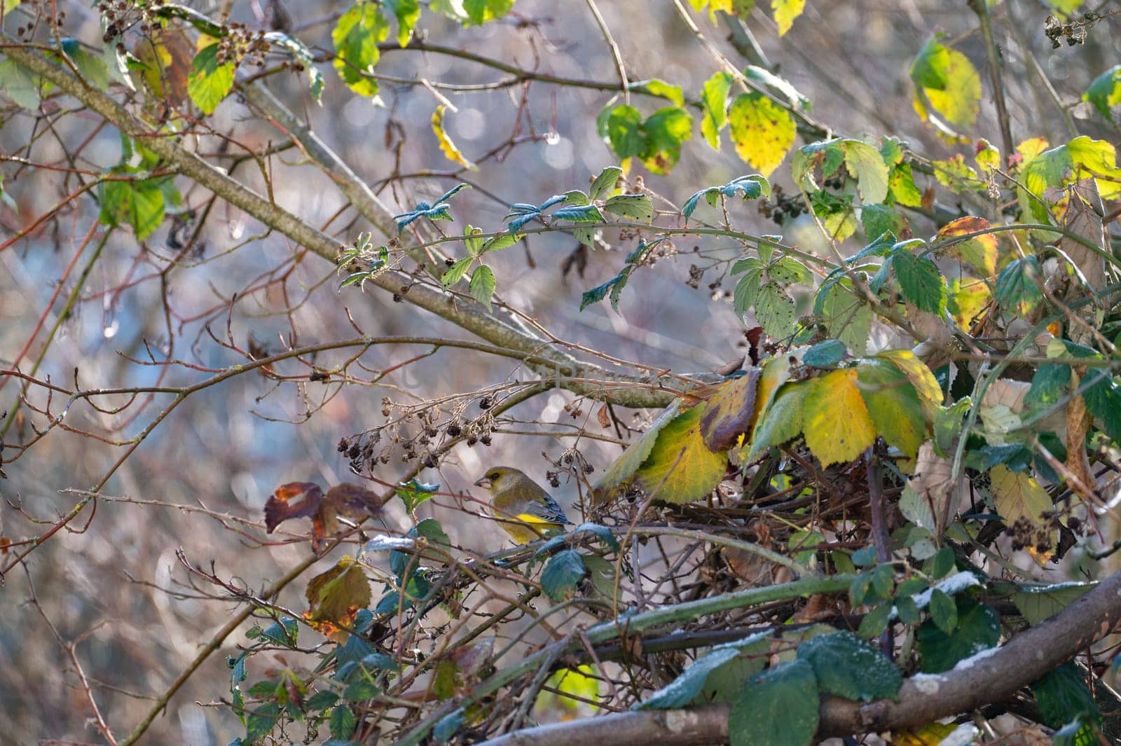 A greenfinch (Chloris chloris) perches on a branch