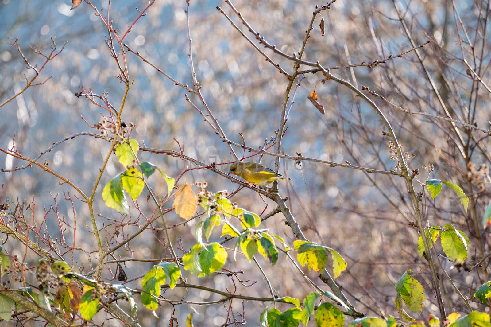 A greenfinch (Chloris chloris) perches on a tree branch