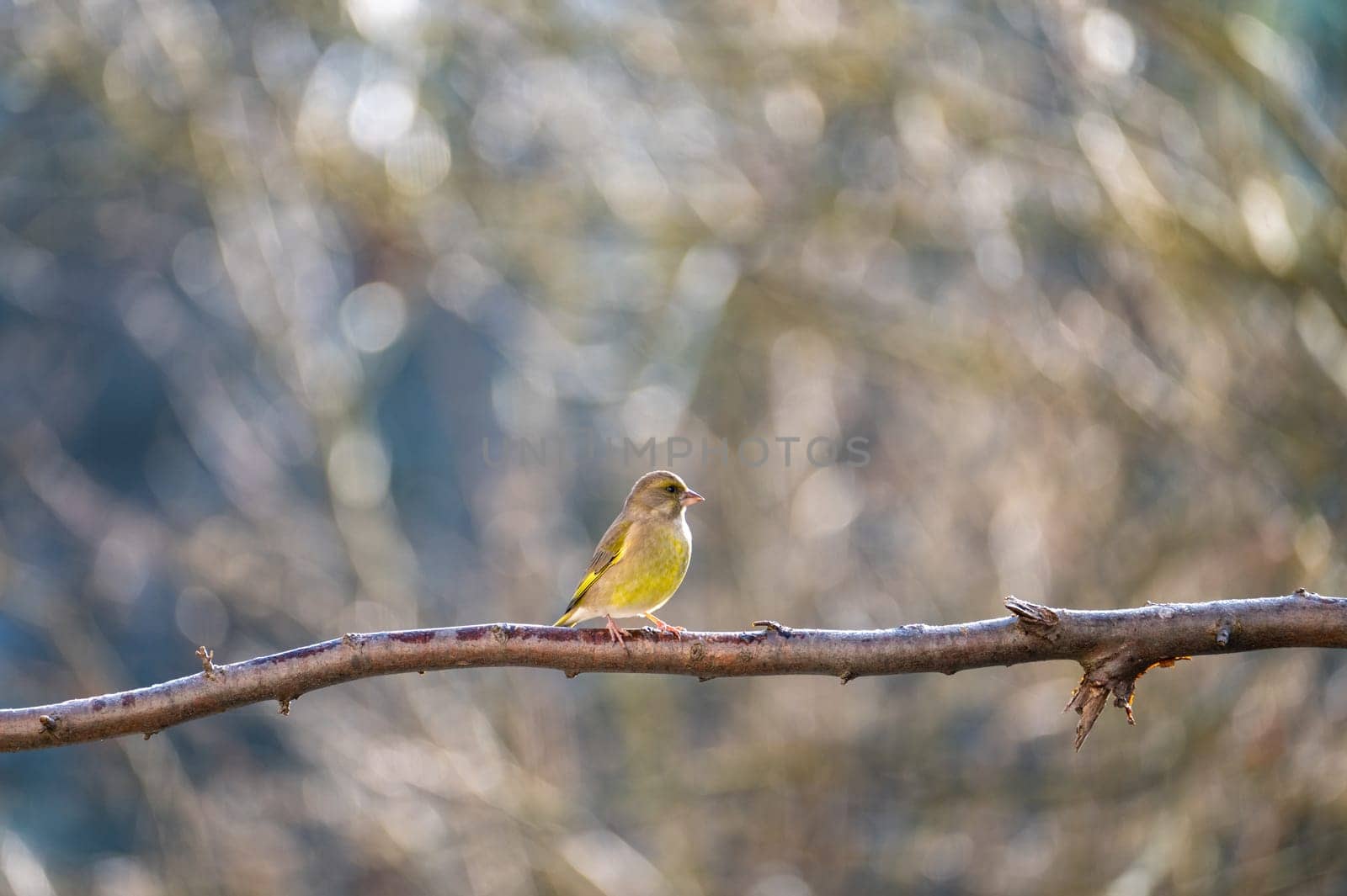 A greenfinch ( Chloris chloris ) perches on a bare branch