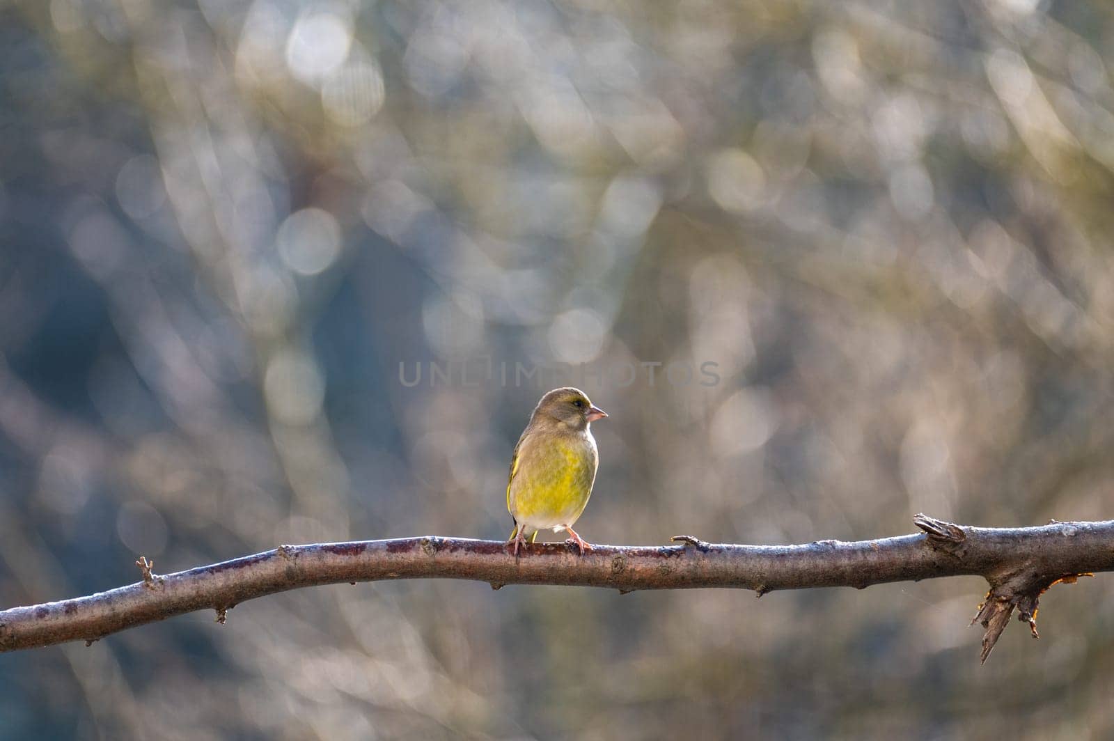 A greenfinch ( Chloris chloris ) perches on a bare branch