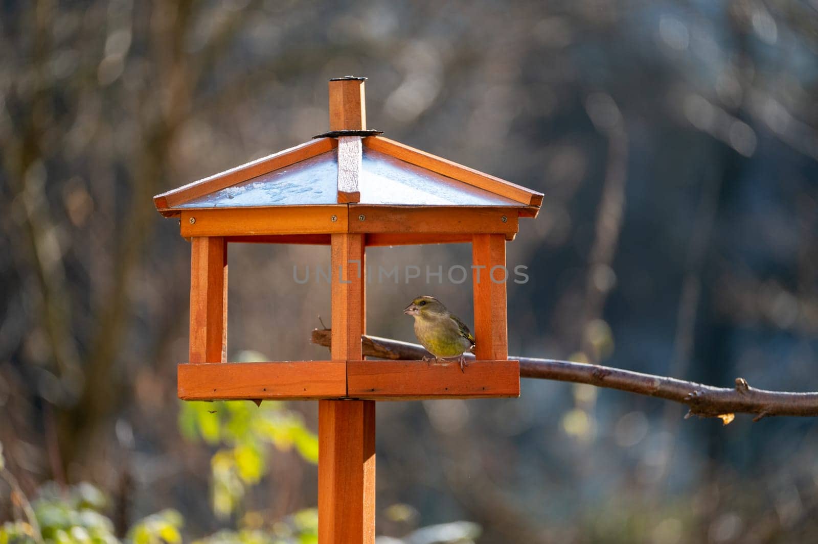 A greenfinch ( Chloris chloris ) feeding in an aviary in a garden