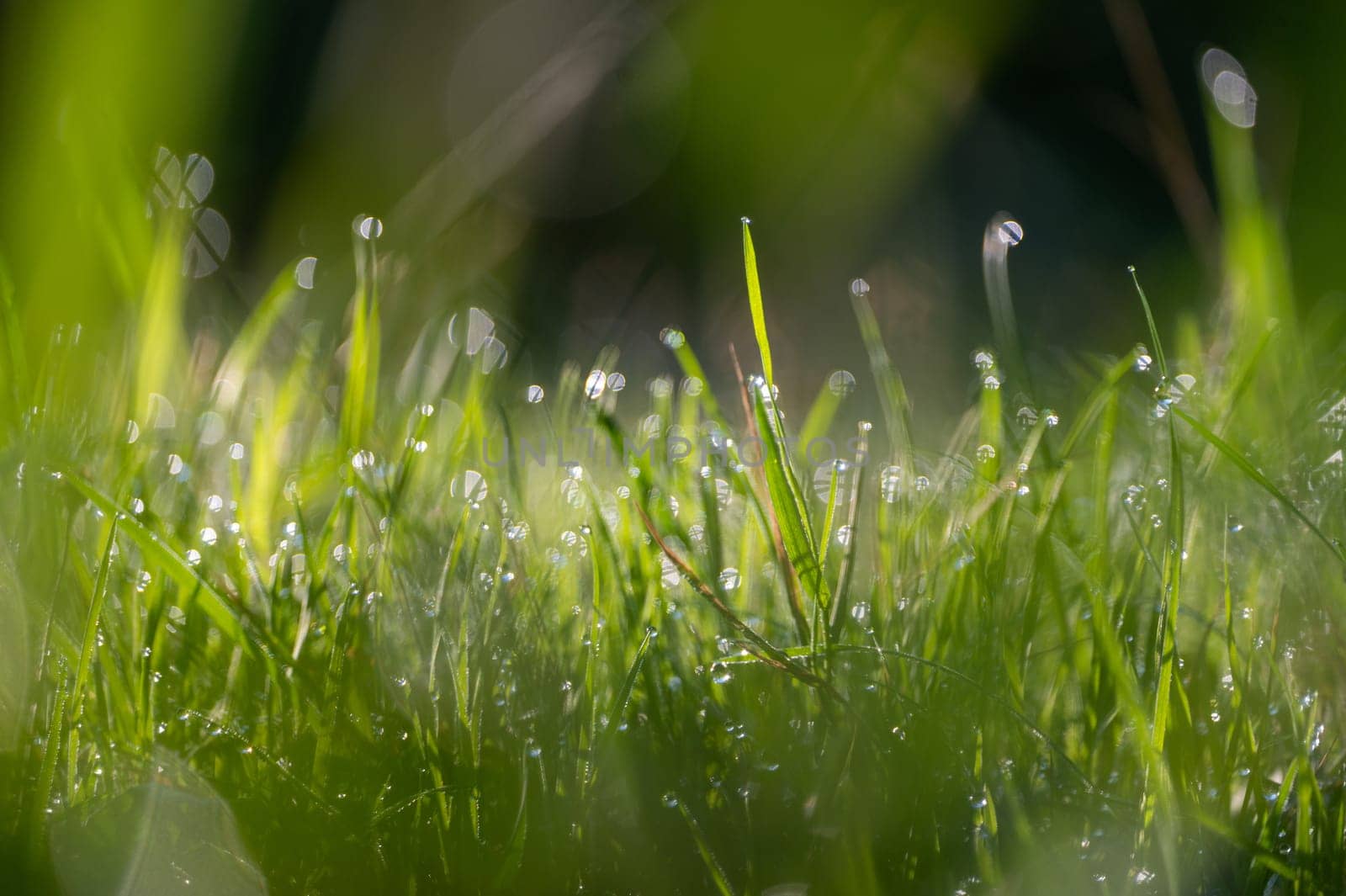 Blurred background image of green grass with bokeh and morning dew drops