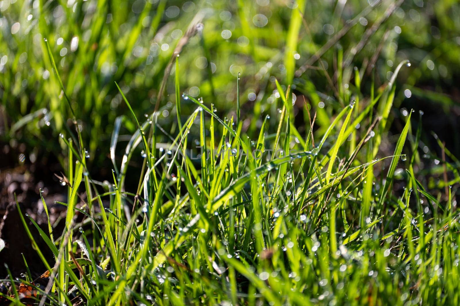 Blurred background image of green grass with bokeh and morning dew drops
