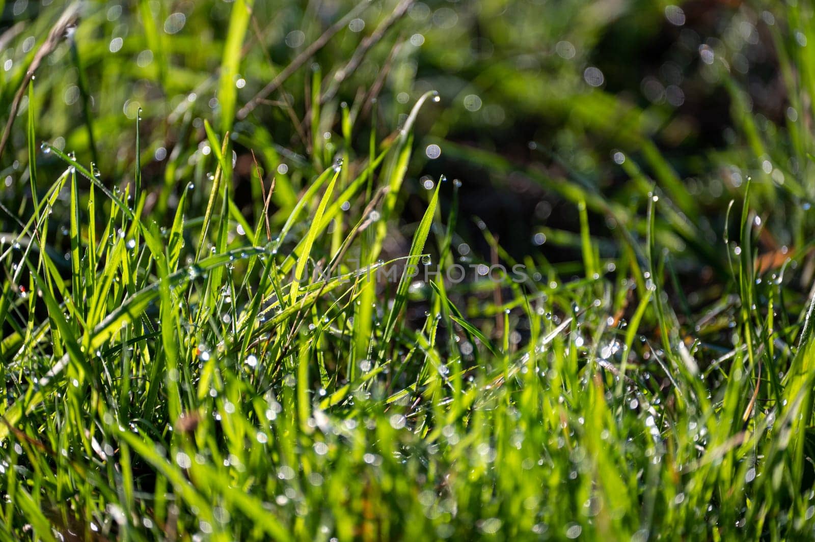 Blurred background image of green grass with bokeh and morning dew drops