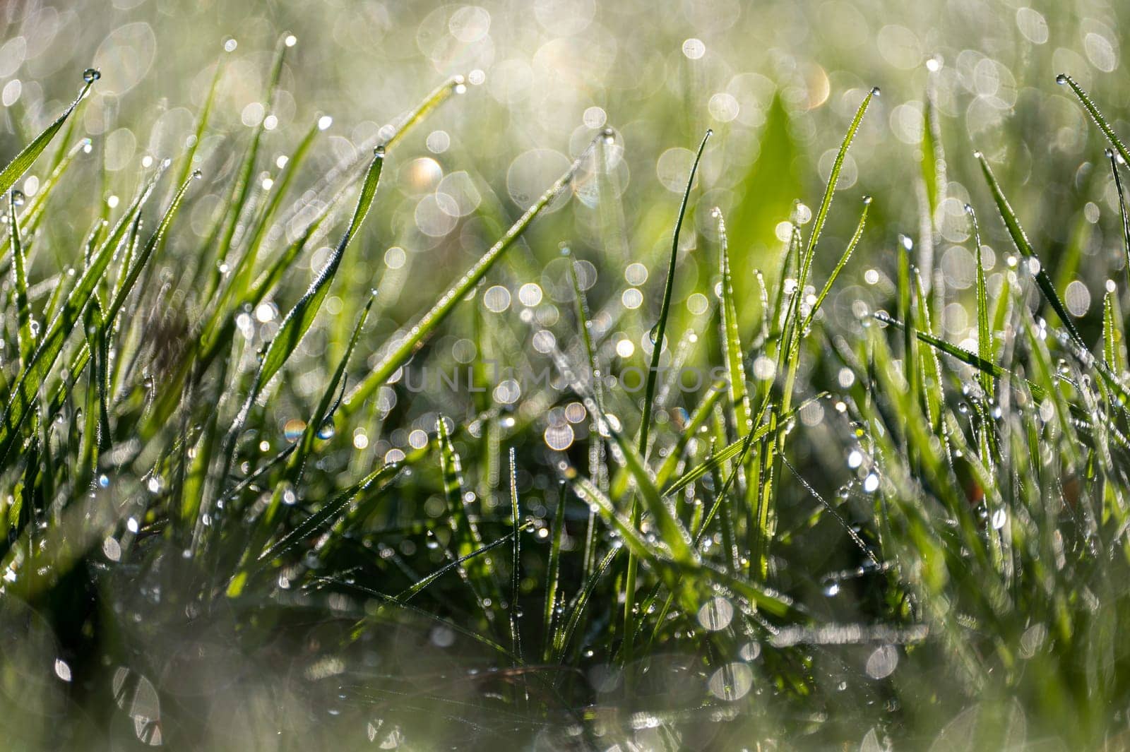 Blurred background image of green grass with bokeh and morning dew drops