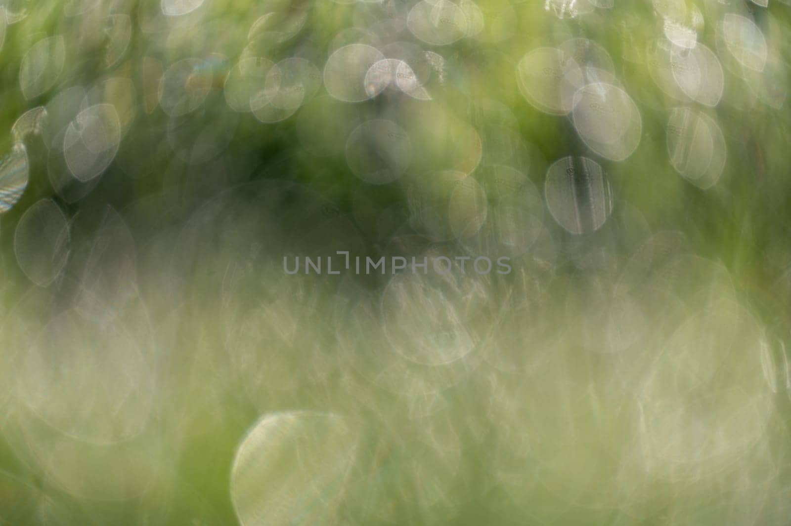 Background texture Bokeh in green and white