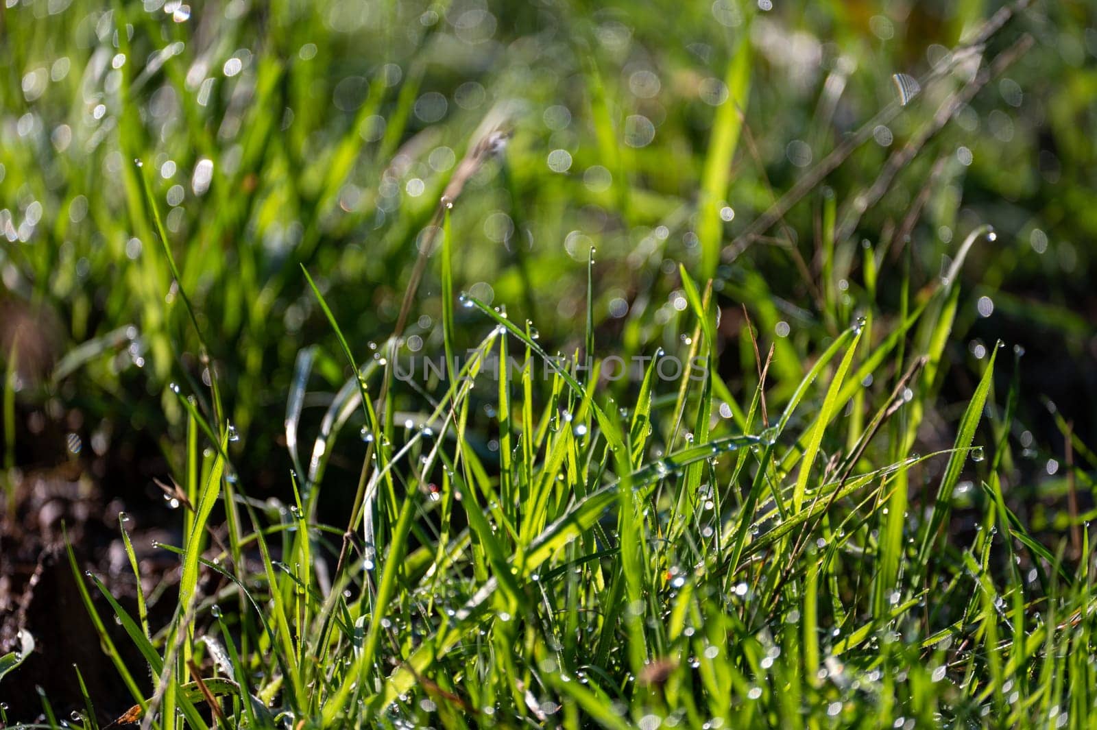 Blurred background image of green grass with bokeh and morning dew drops
