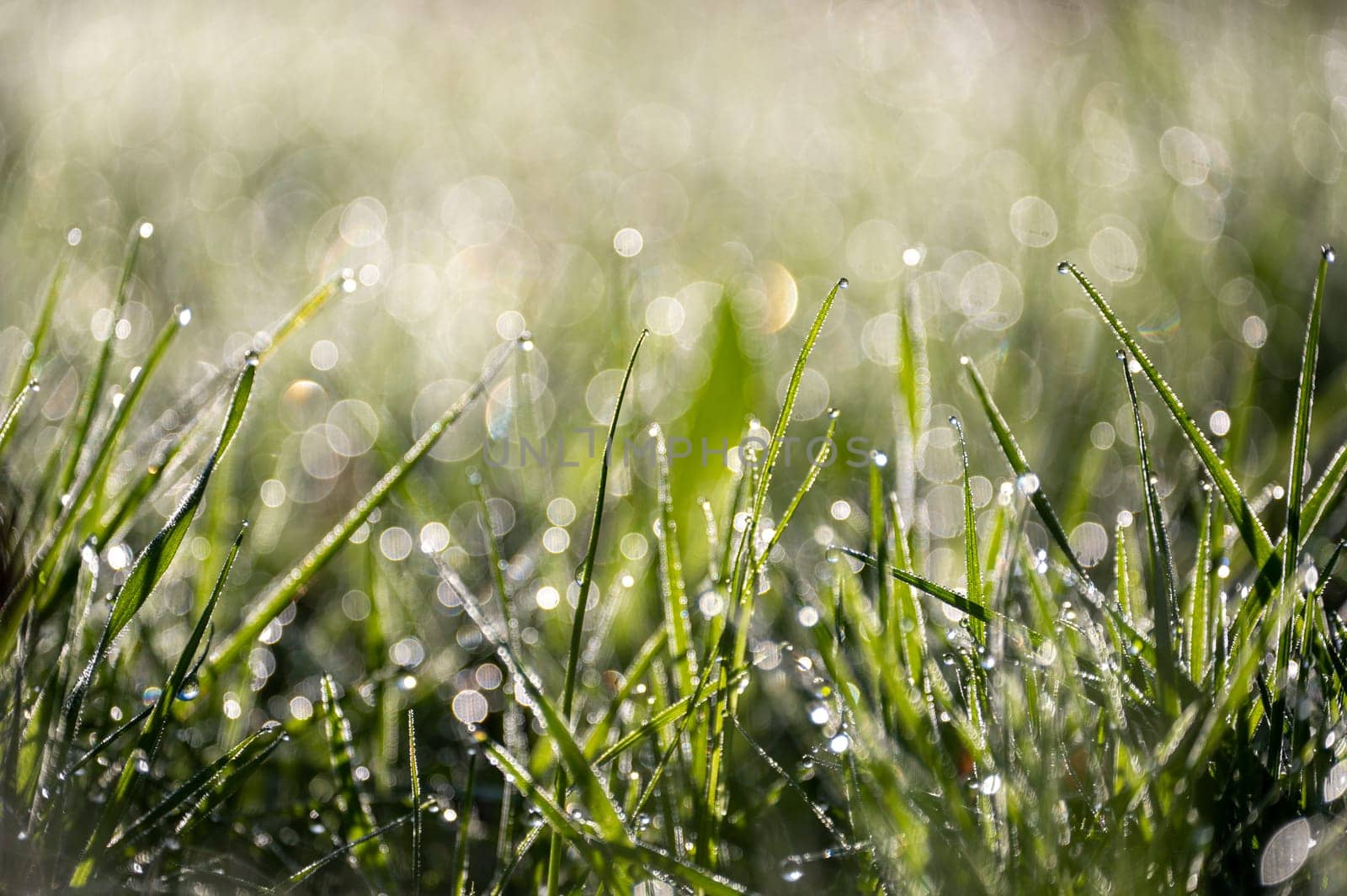 Blurred background image of green grass with bokeh and morning dew drops