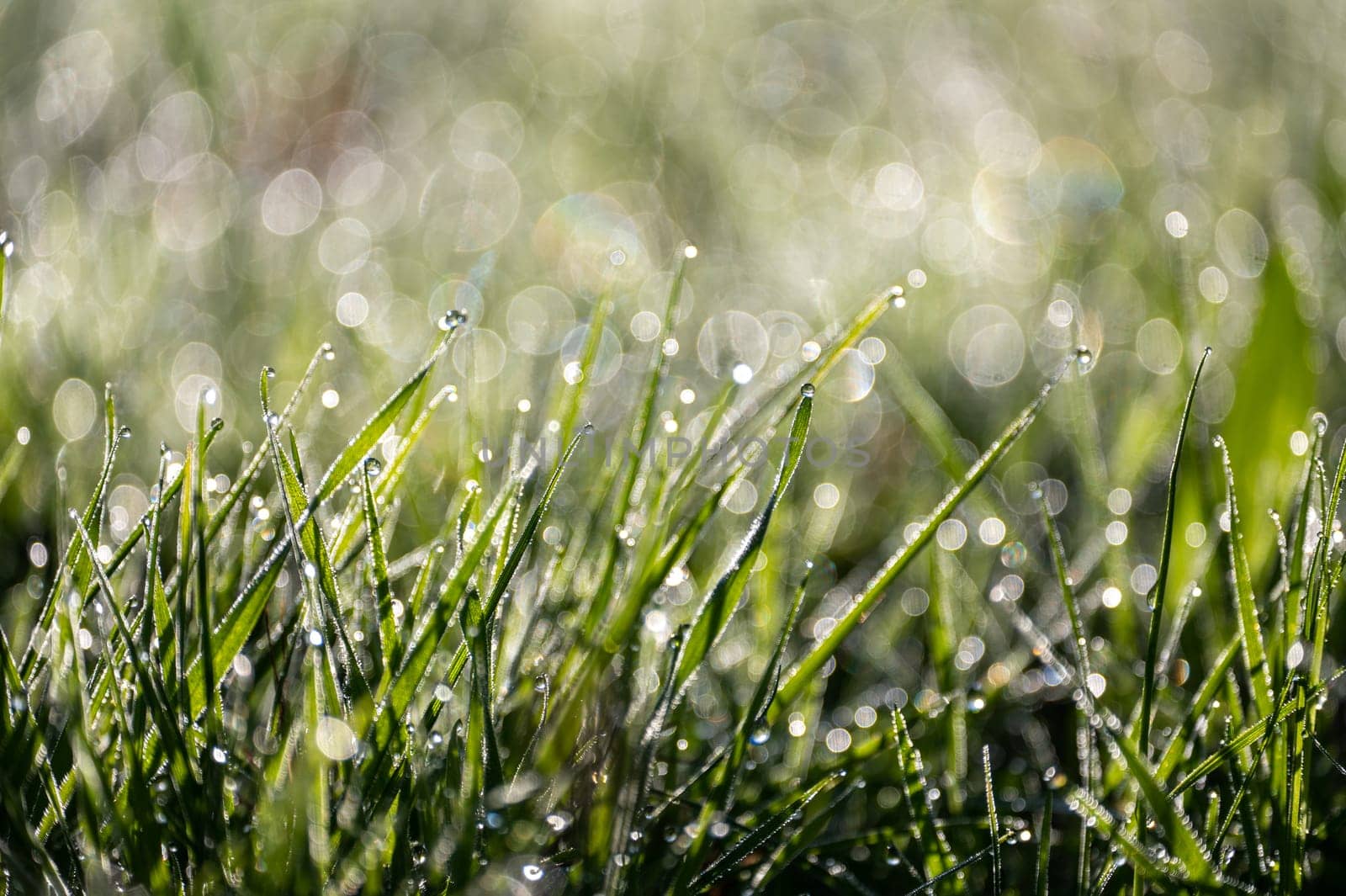 Blurred background image of green grass with bokeh and morning dew drops