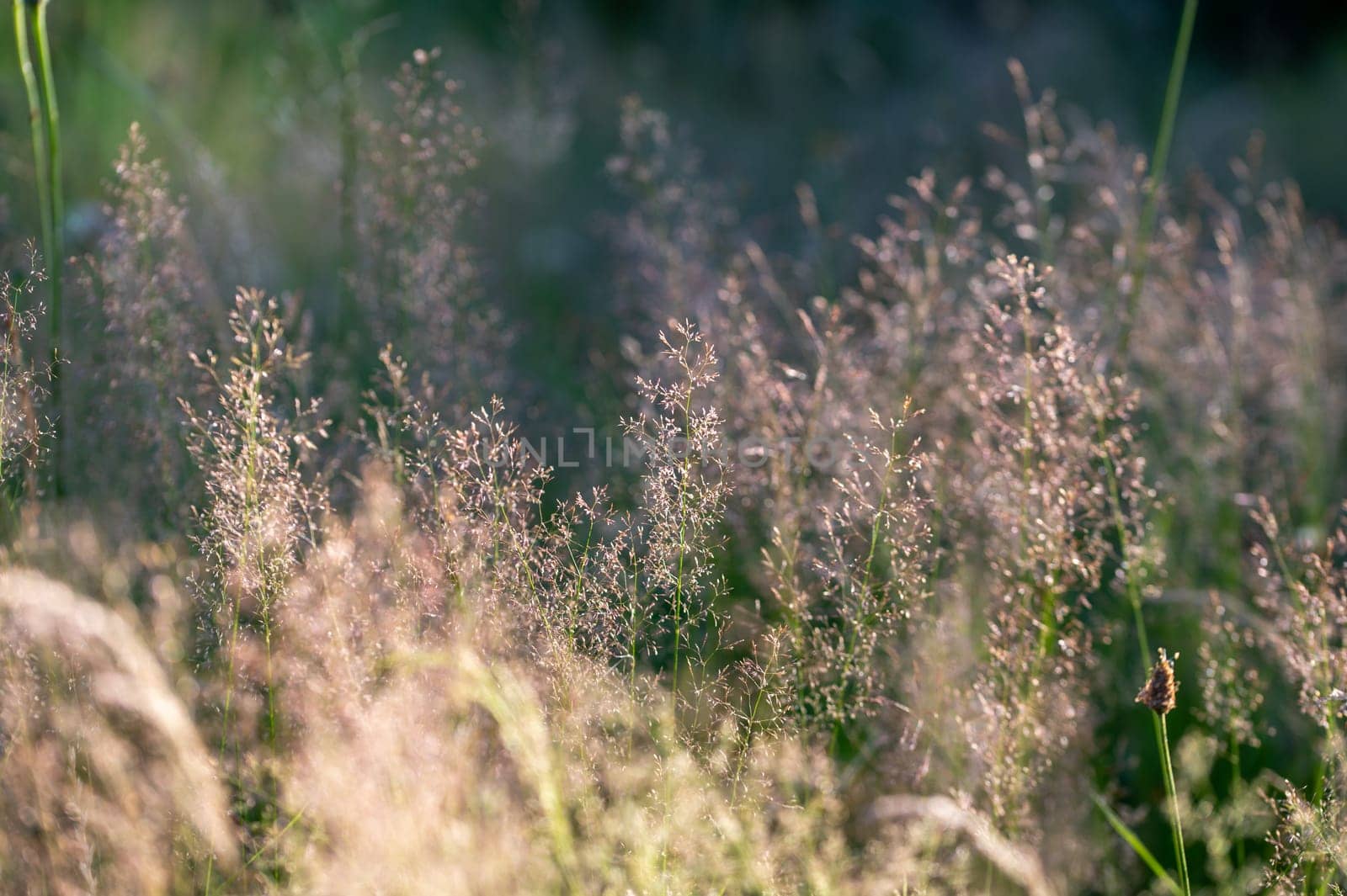 Grasses in the sun on a meadow