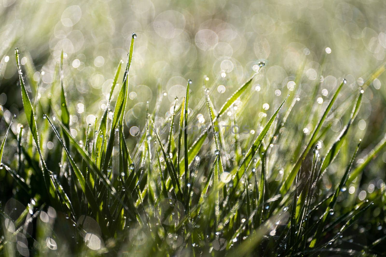 Blurred background image of green grass with bokeh and morning dew drops