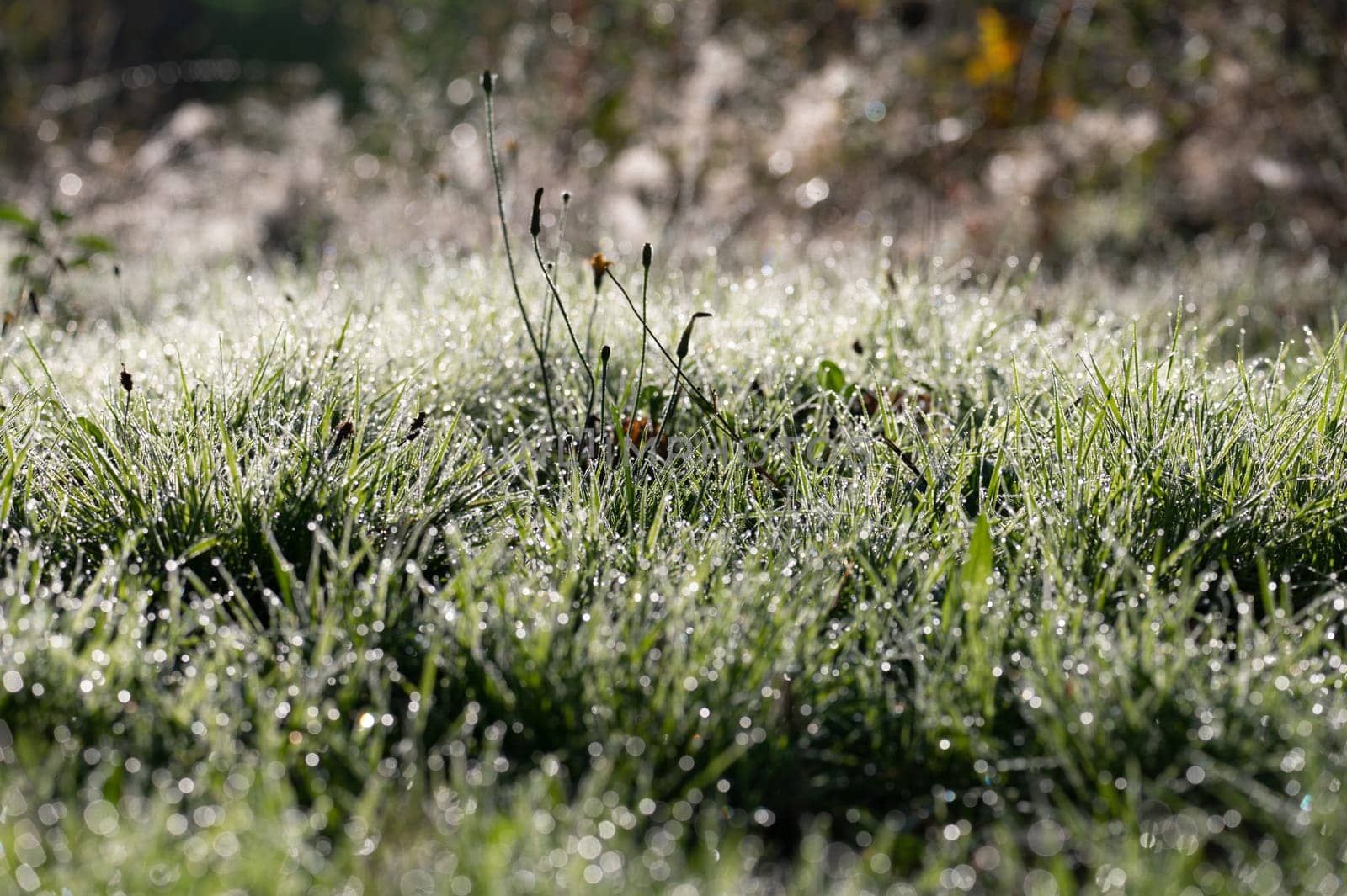 Blurred background image of green grass with bokeh and morning dew drops