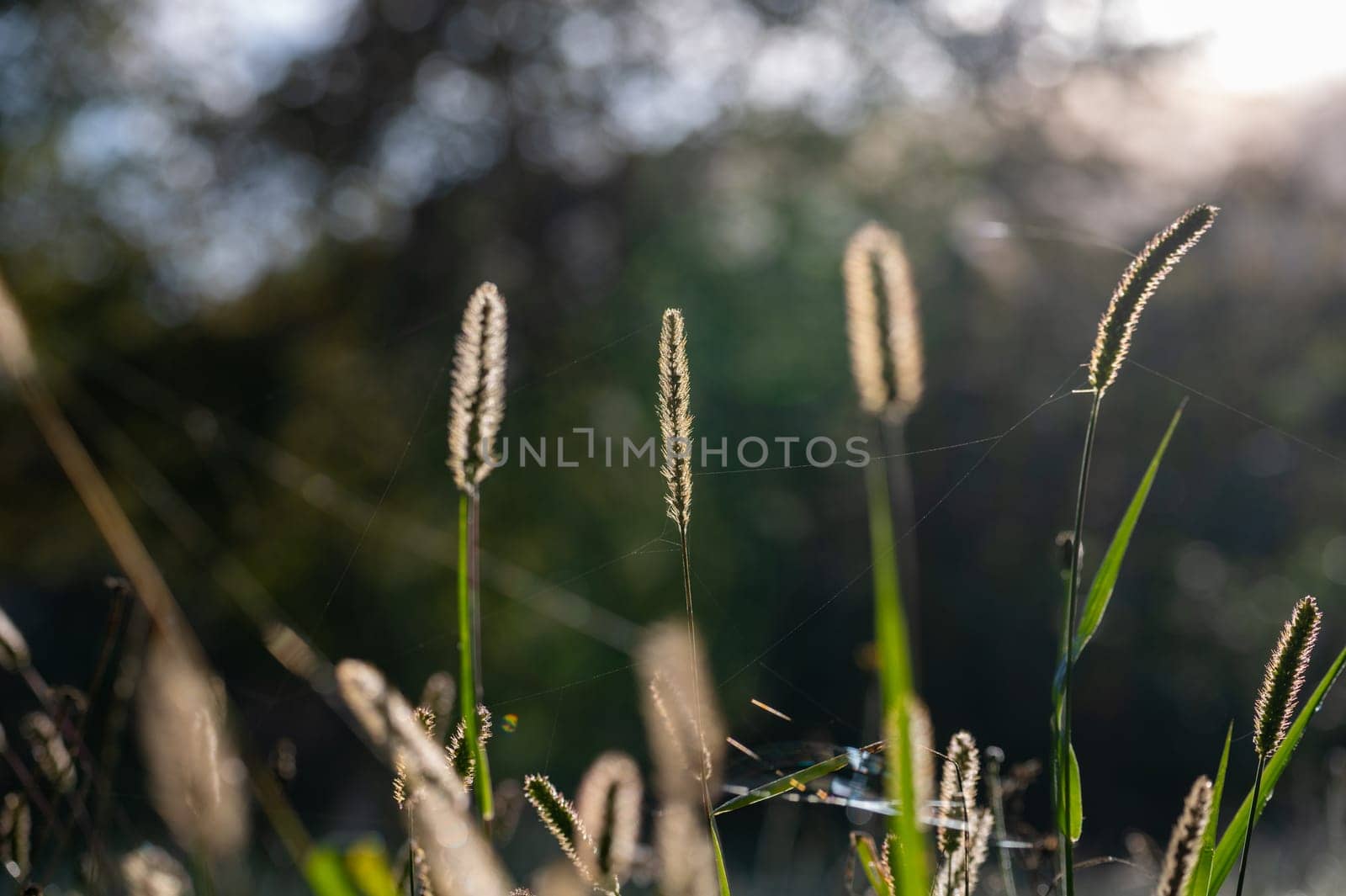 Grasses in the sun on a meadow with spider threads