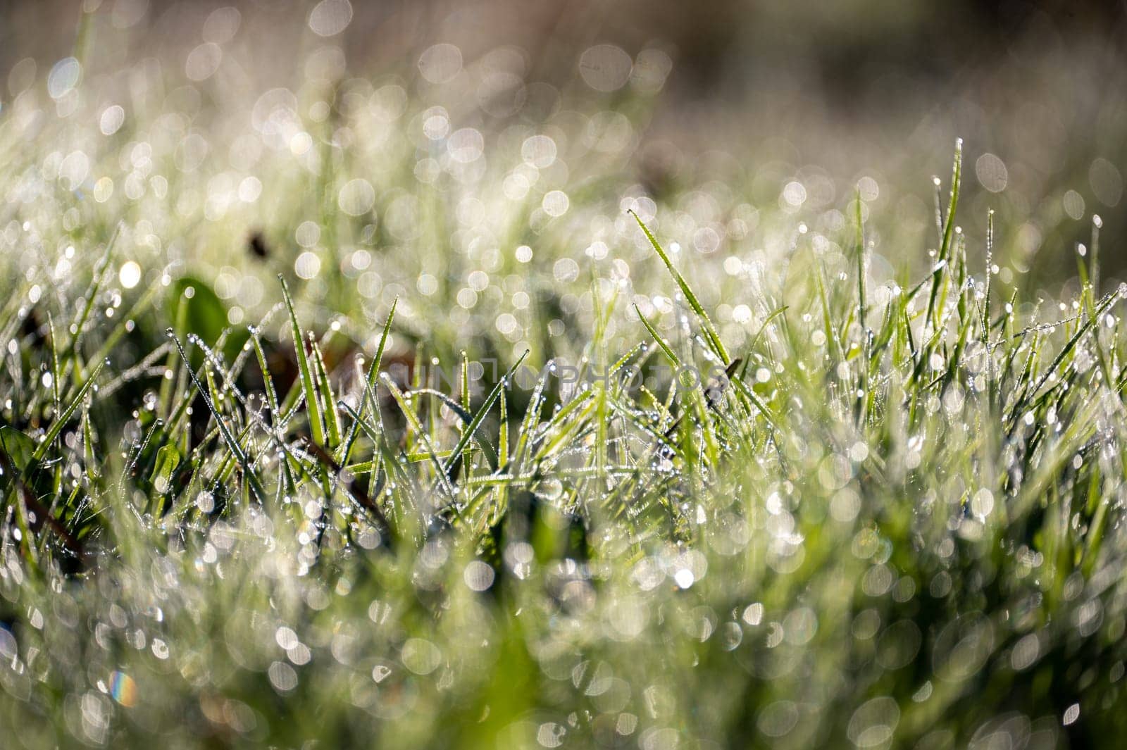 Blurred background image of green grass with bokeh and morning dew drops