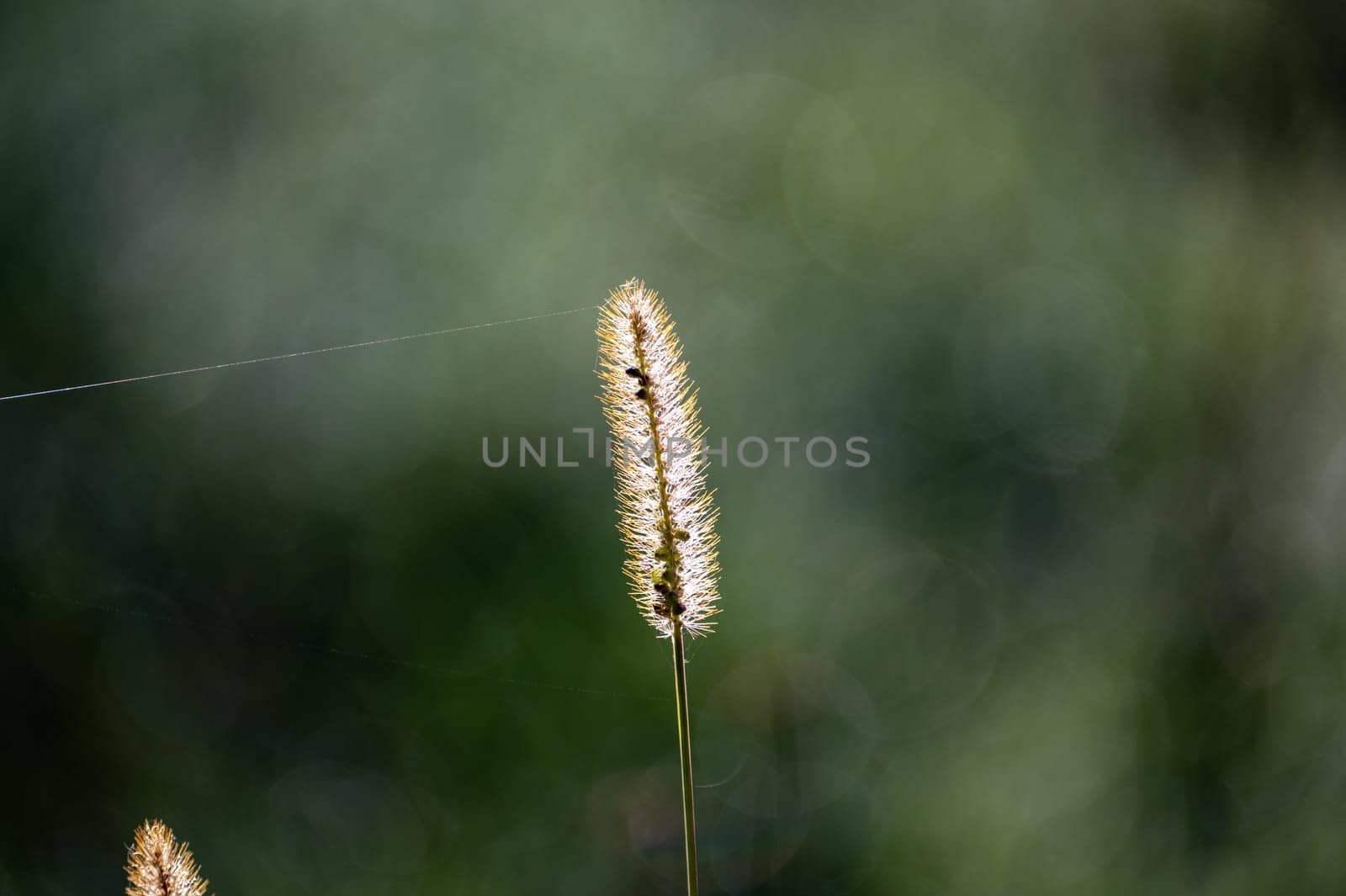 A blade of grass in the sunlight with copy space