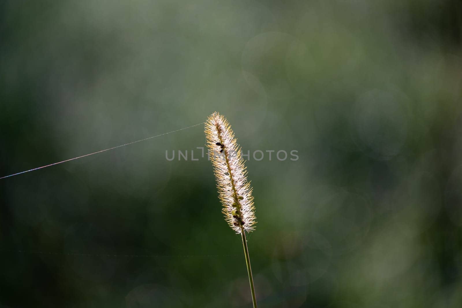 A blade of grass in the sunlight with copy space