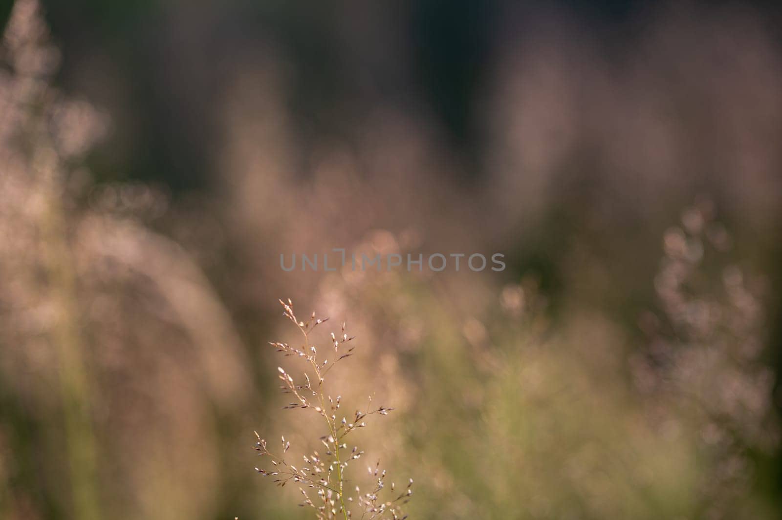 Grasses in the sun on a meadow