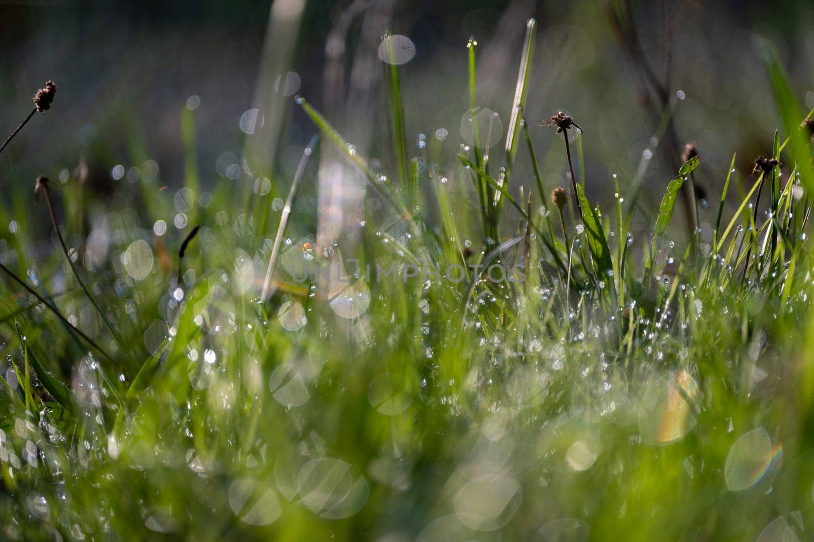 Blurred background image of green grass with bokeh and morning dew drops