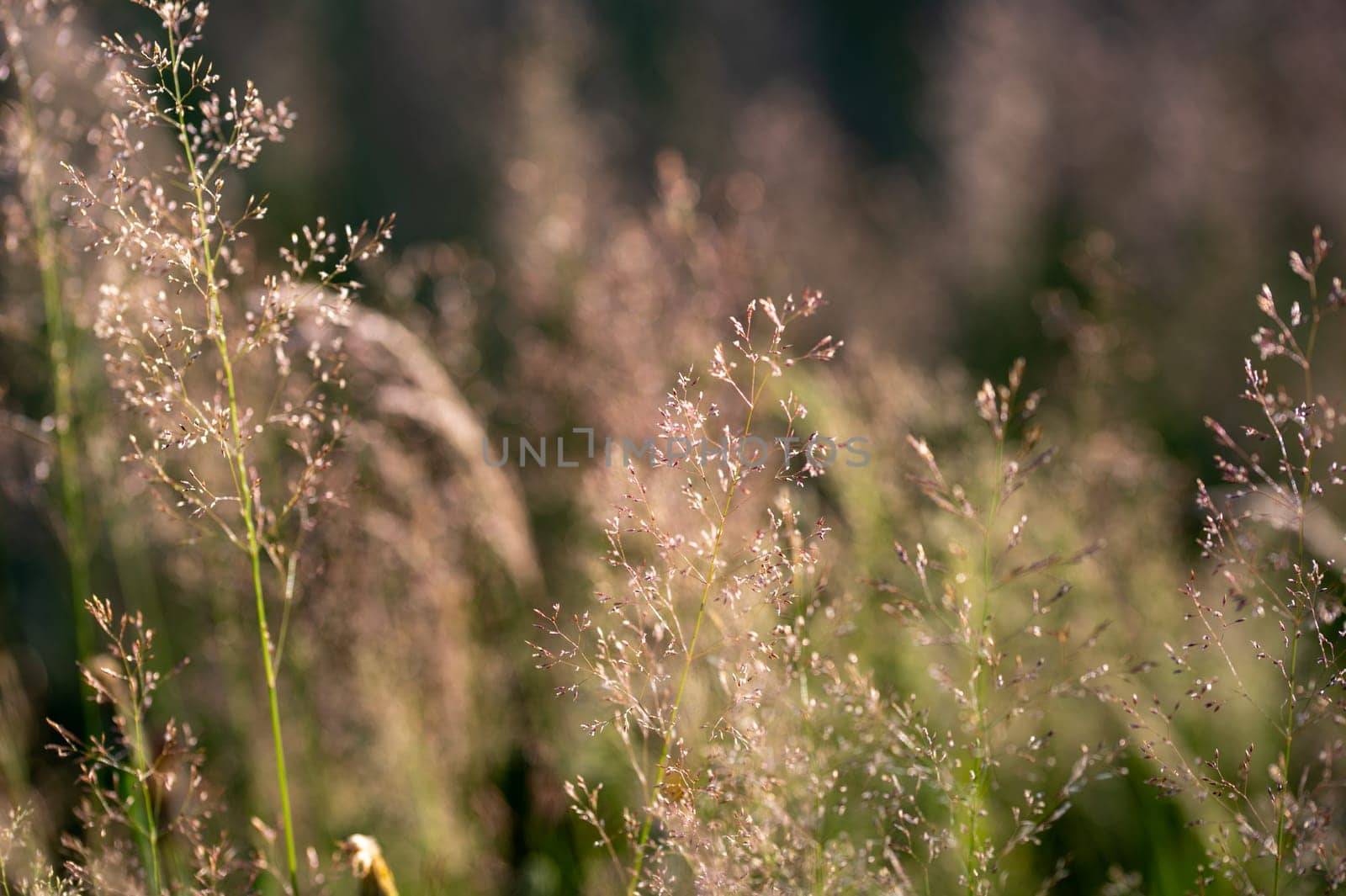 Grasses in the sunlight on a meadow
