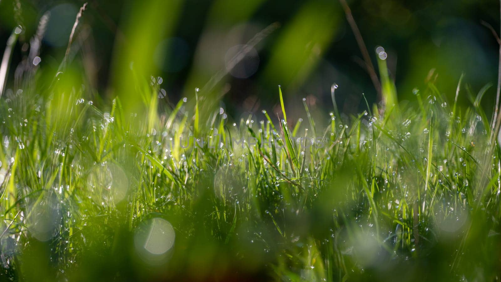 Blurred background image of green grass with bokeh and morning dew drops