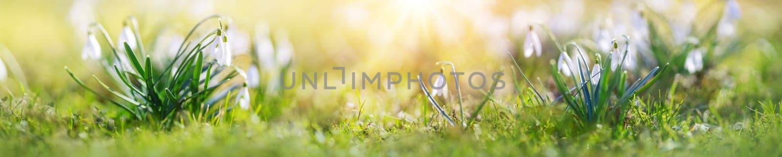 Spring green field with blossoming fragile snowdrop. Panoramic defocused view.