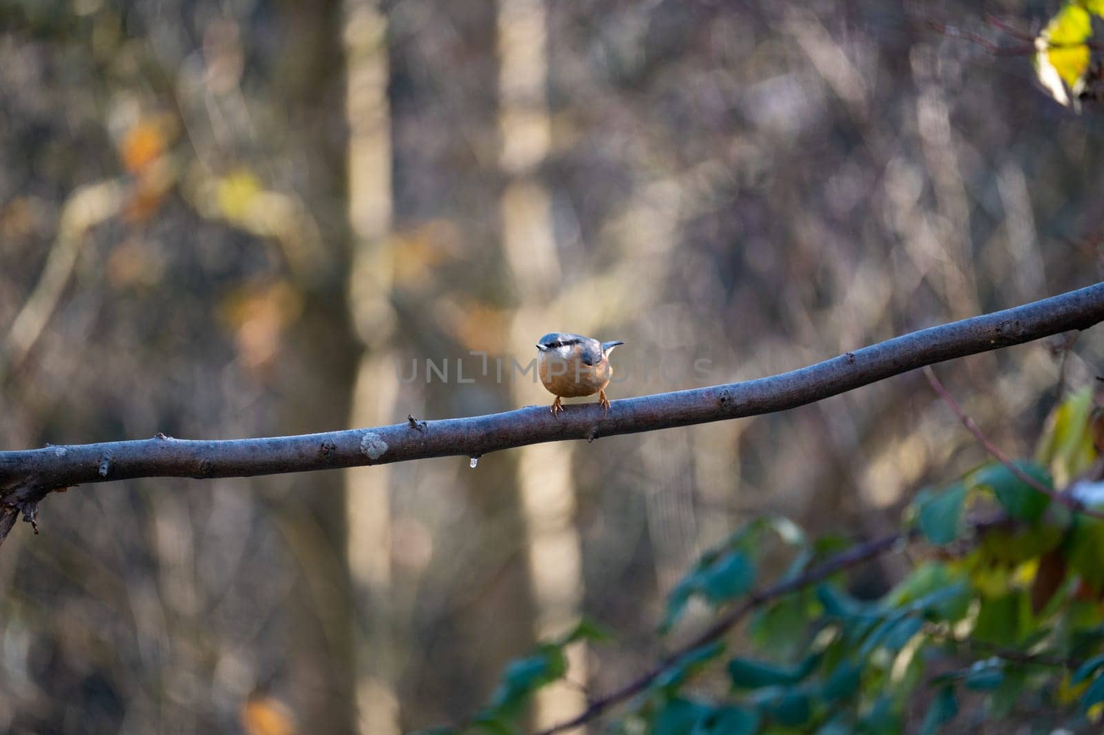A nuthatch ( Sitta europaea ) sits on a bare branch in nature on a cold winter day