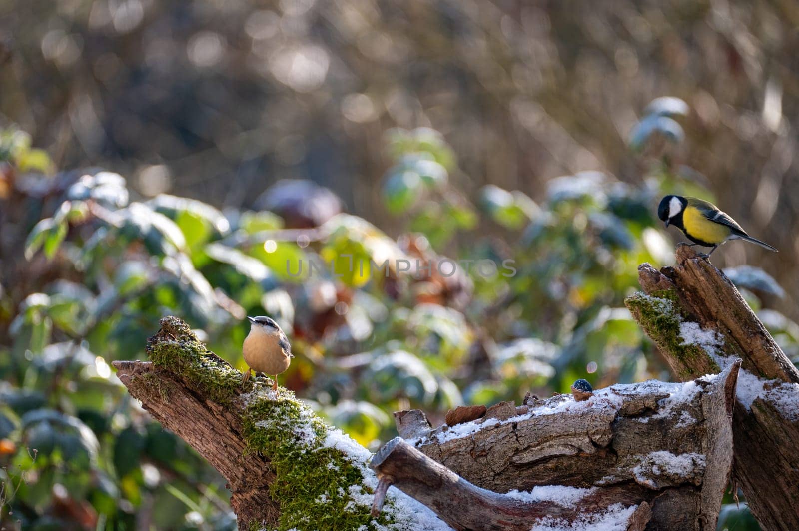 A nuthatch ( Sitta europaea ) and a great tit ( Parus major ) on a moss covered tree stump in nature on a cold winter day with some snow