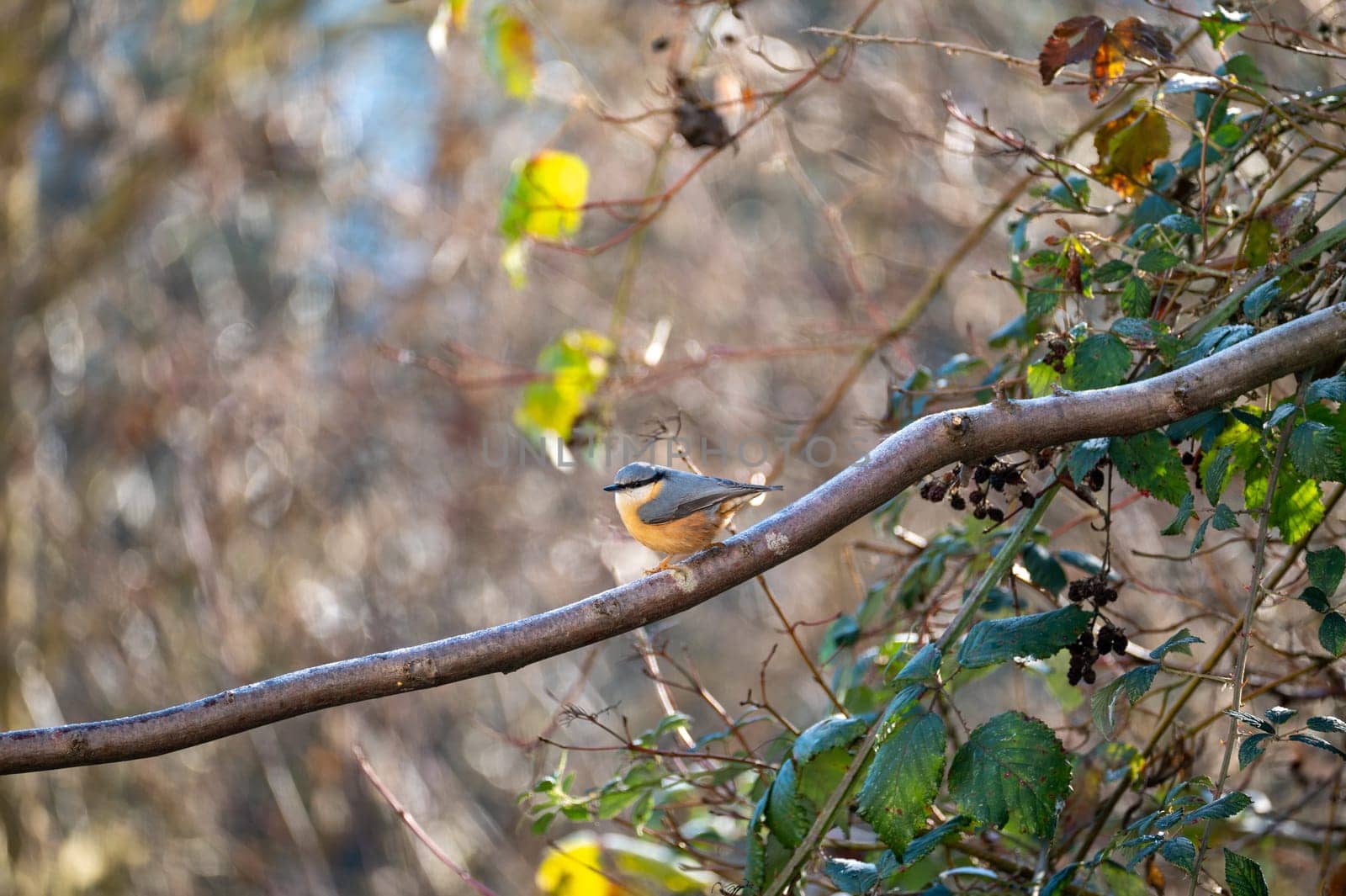 A nuthatch ( Sitta europaea ) sits in a tree