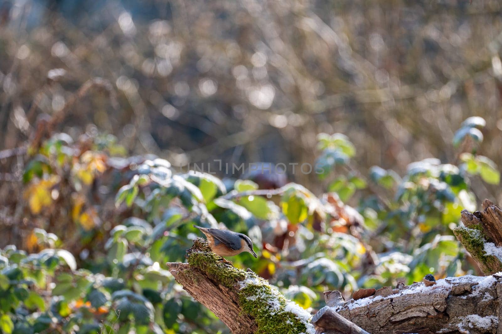 A nuthatch ( Sitta europaea ) on a moss covered tree stump in nature on a cold winter day with some snow