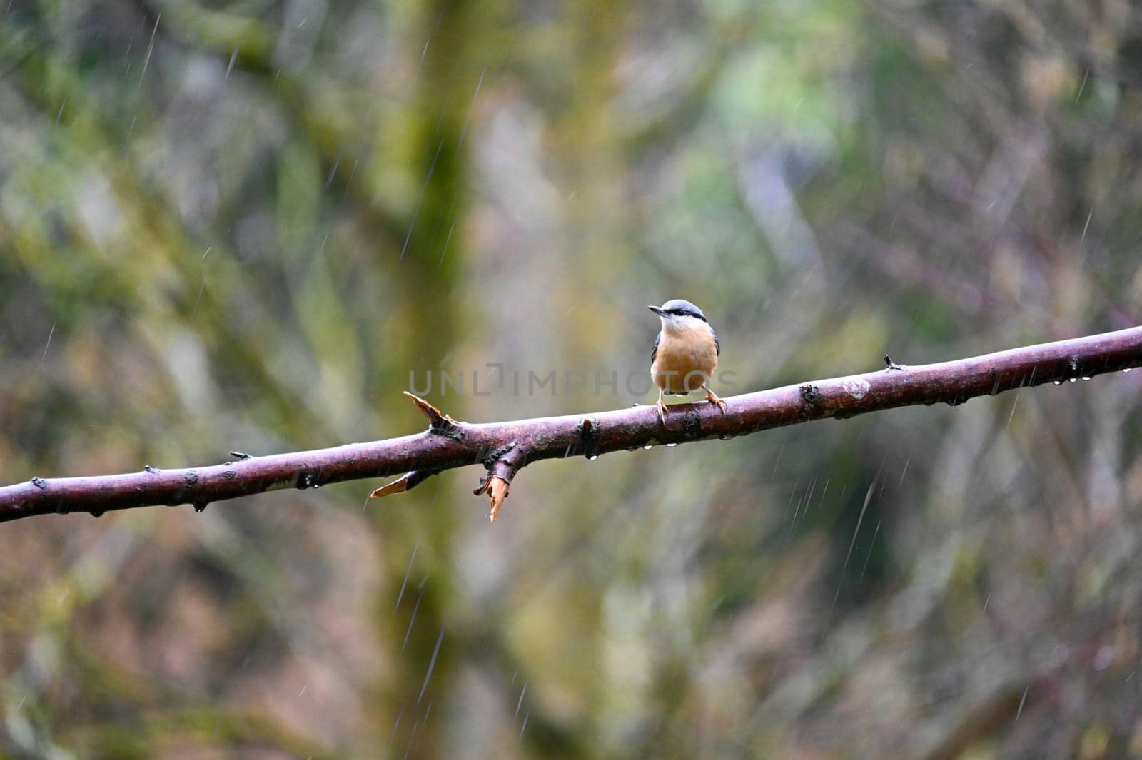 A nuthatch ( Sitta europaea ) sits on a bare branch in nature during the rain on a cold winter day