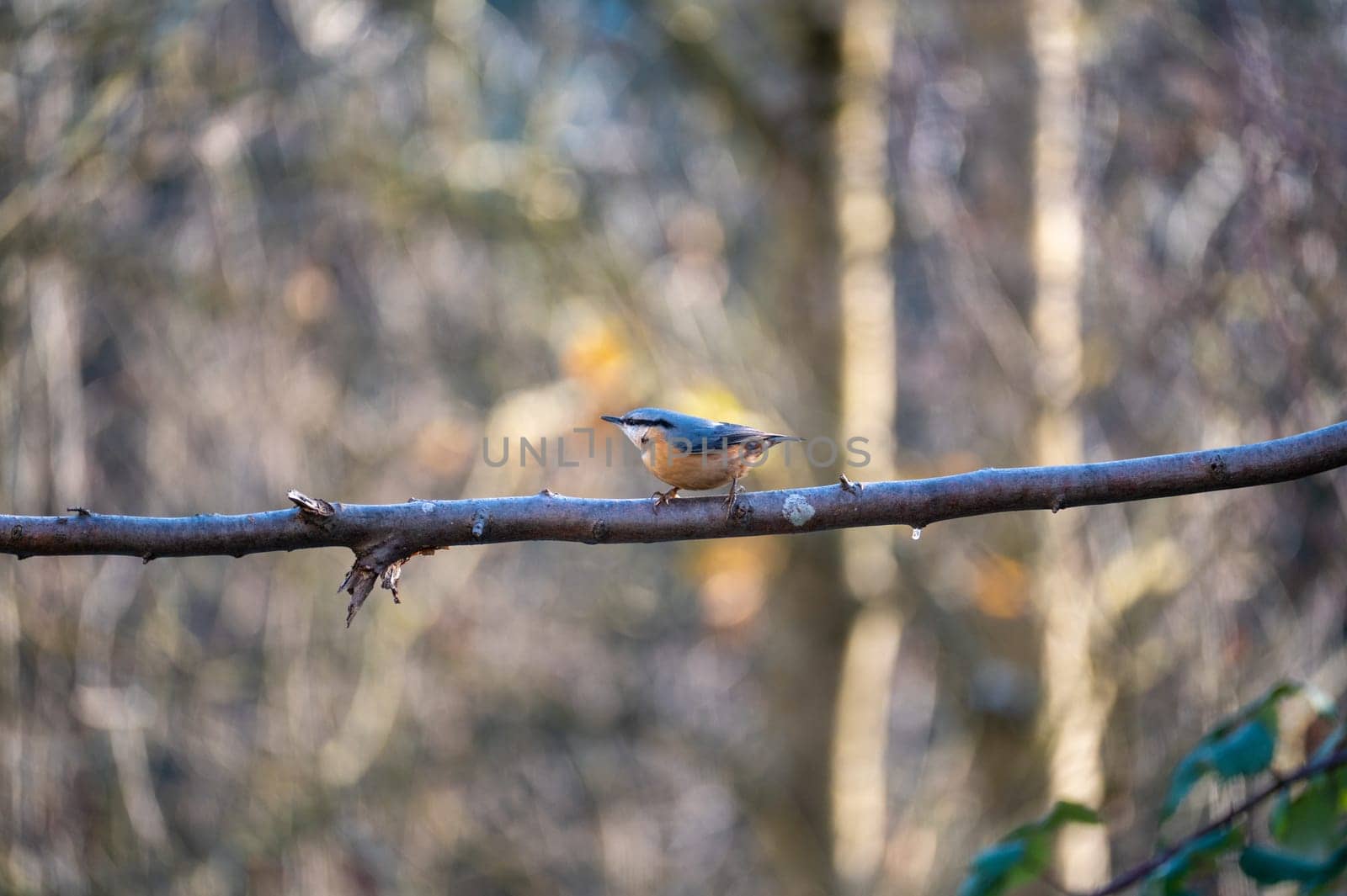 A nuthatch ( Sitta europaea ) sits on a bare branch in nature on a cold winter day