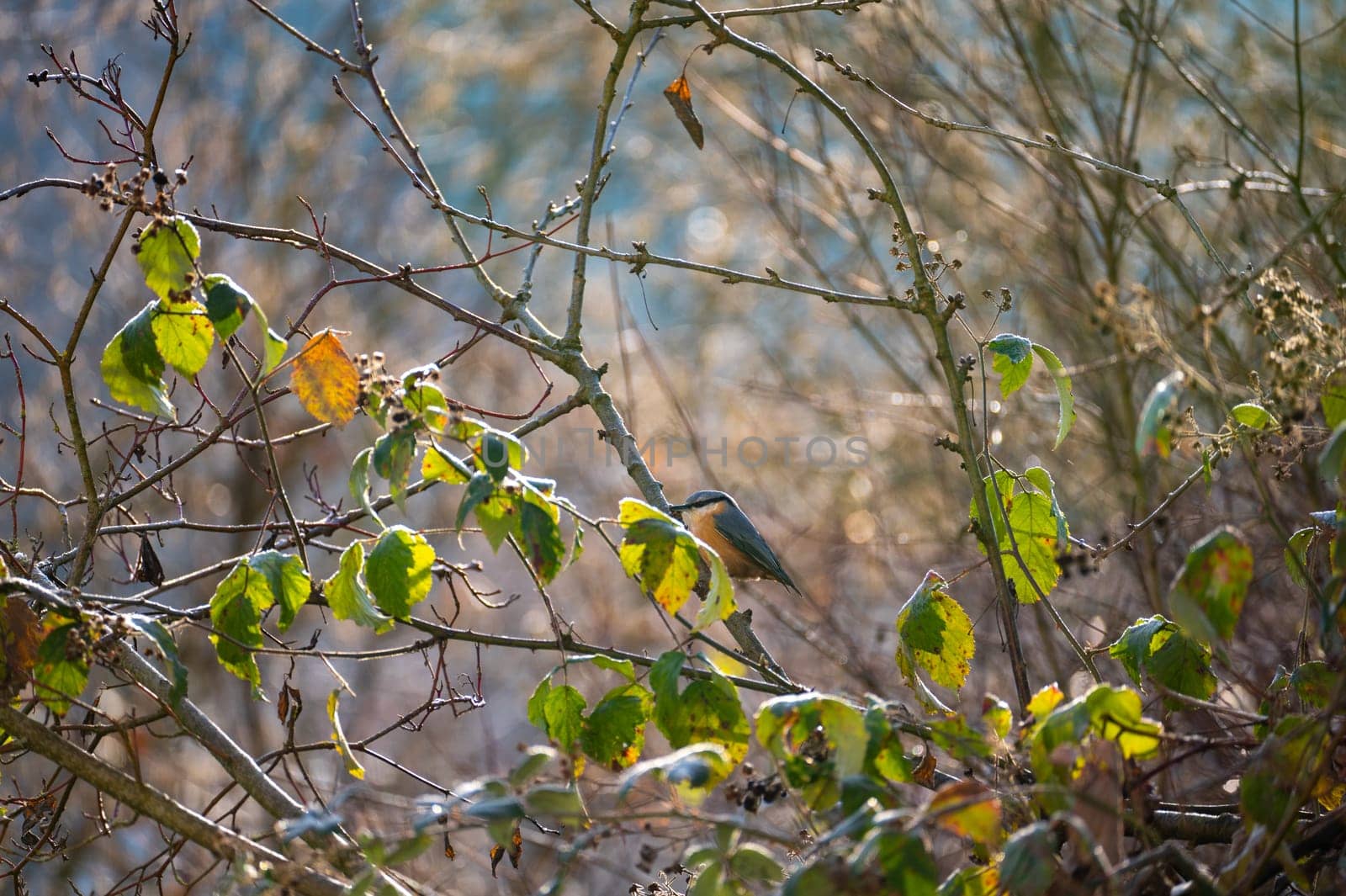 A nuthatch ( Sitta europaea ) sits in a tree