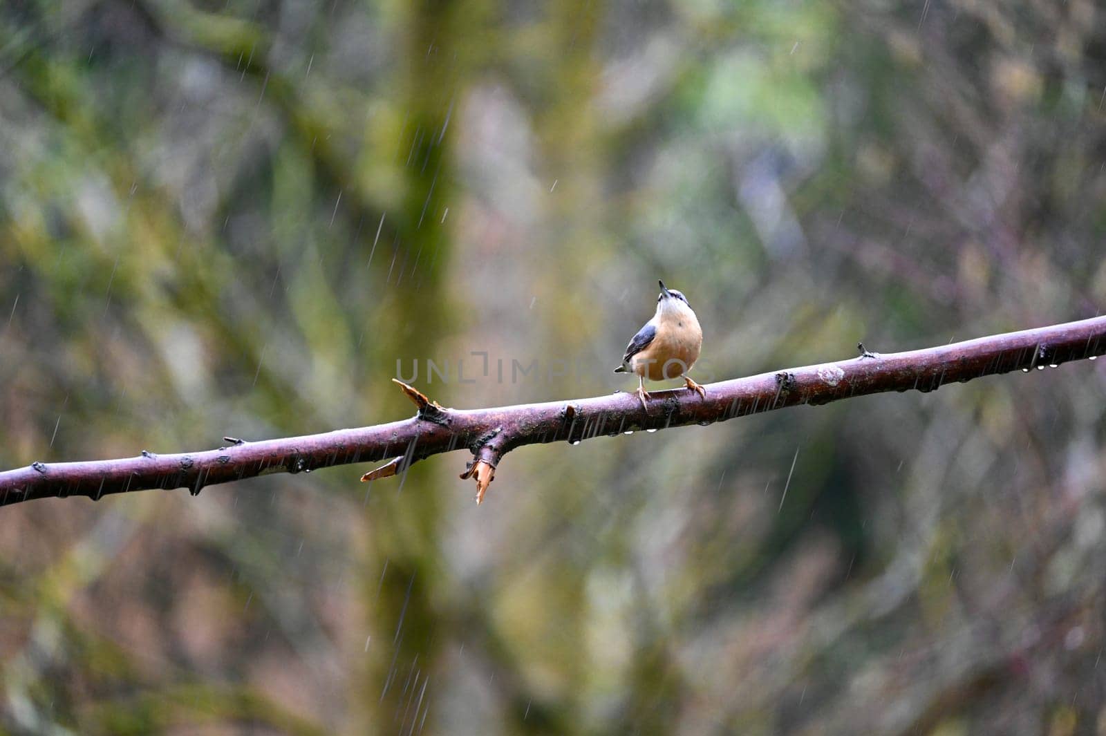 A nuthatch ( Sitta europaea ) sits on a bare branch in nature during the rain on a cold winter day