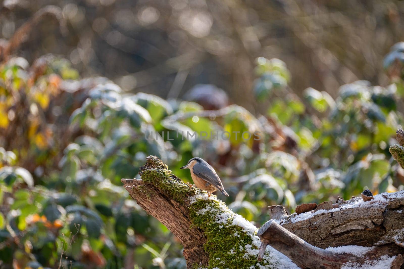 A nuthatch ( Sitta europaea ) on a moss covered tree stump in nature on a cold winter day with some snow
